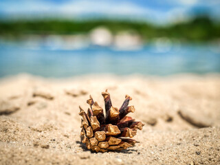 pine cone on the beach