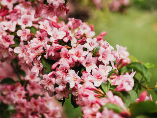 pink blossom