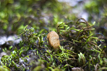 Macro and close-up of moss on the tree branch