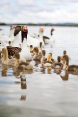 Ganso - goose © Cristina