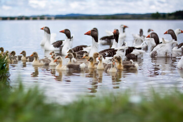 Ganso - goose