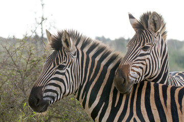 Fototapeta na wymiar Portrait of two zebra 