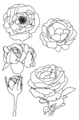 roses set line draw black on white