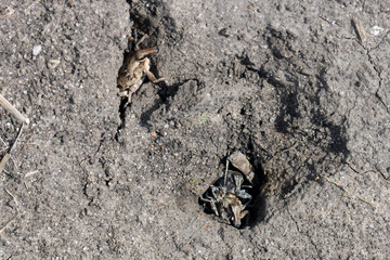 Sugarbeet weevil (Asproparthenis punctiventris formerly Bothynoderes punctiventris) on leaves...
