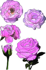 set of pastel color roses with dark outlines isolated on white