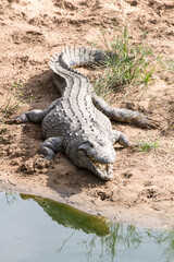 Fototapeta premium Nile Crocodile beside river in the Kruger Park