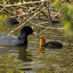 duck on the water