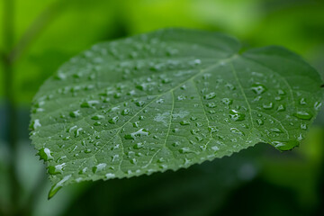 Part of large green sheet of hydrangea  in water drops after rain