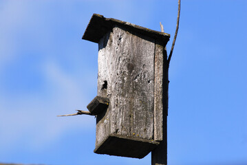 Old nestling box in the sky background