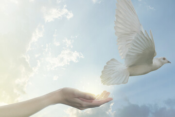 Pair of hand releasing white pigeon bird freedom wings flying on blue sky background. © marchsirawit