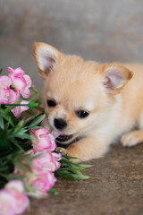 chihuahua puppy in a basket