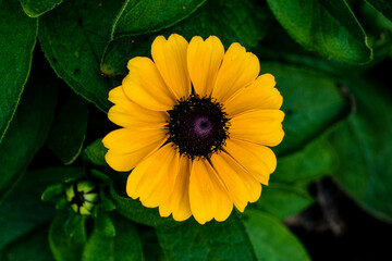 yellow flower with green leaves