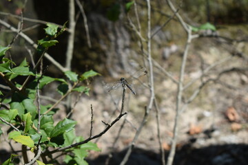 dragonfly in the park