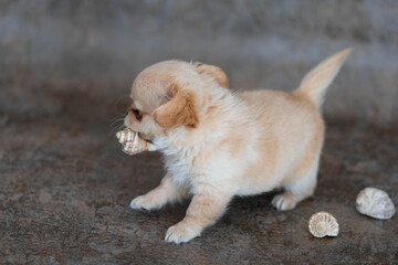 puppy on the beach