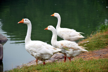 Beautiful Group of White Ducks Near the Lake