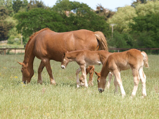 Fototapeta premium Mare and Foal
