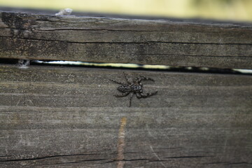little spider