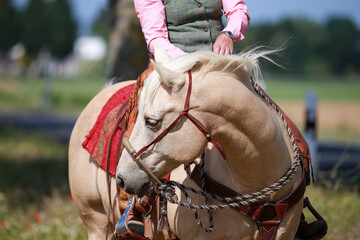 Horse western palomino in portraits with rider, horse turns his head to the rider..