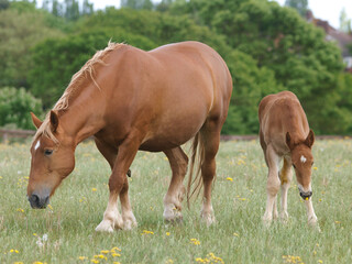 Mare and Foal