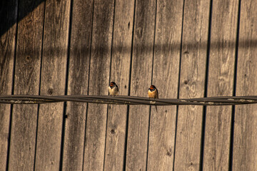 Barn swallows standing on electric cable