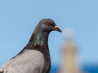 close up of a pigeon