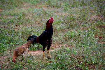 The chickens are feeding
