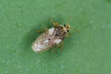 Piesma also Parapiesma quadratum (Piesmidae) is a true bug, important pest of beet crops, cultivation.
