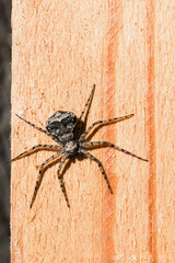 Araneus spider sits on a light wooden Board, close-up