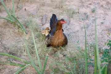 The chickens are feeding
