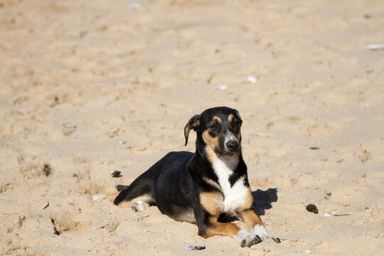A stray dog, a mongrel or mutt, lying on the beach at Supertubes, Jefferey's Bay, South Africa

