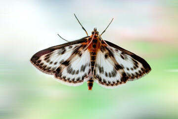 A moth, the day butterfly Melanargia galathea Linnaeus, sits on a blurred background of glass