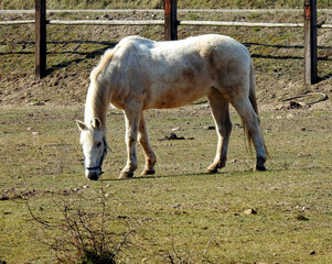 przedwiosnie 2020 konie na pastwisku w miejscowosci jurowce na podlasiu w polsce © Jacek Sakowicz
