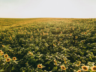 Beautiful young couple kissing, hugging in a field with yellow sunflower flowers in summer. Agrarian. love.