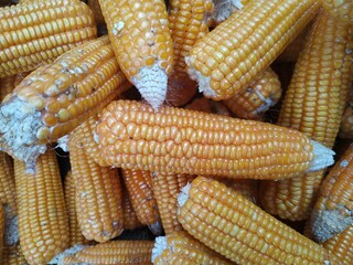 Ripe yellow sweet corn cob on a close-up, border design panoramic stalks
