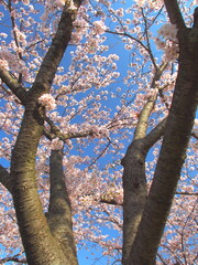 公園の満開の桜咲く風景