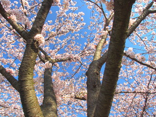公園の満開の桜咲く風景