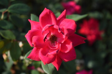 red rose flower