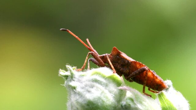 Dock Bugs on a leaf. His Latin name is Coreus marginatus.