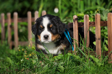 bernese mountain dog puppy portrait in summer