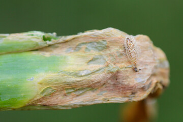 Pupa of leek moth or onion leaf miner (Acrolepiopsis assectella) family Acrolepiidae. It is...