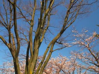 欅の枯れ木と桜咲く風景