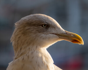 close up of a seagull