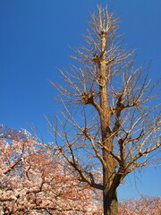 銀杏の枯れ木と桜咲く風景