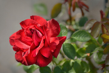 rote Rose in Nahaufnahme