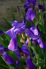 purple iris flower
