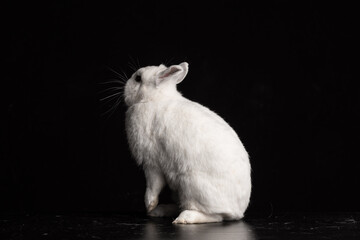 Baby bunny rabbite white mini lop ermine