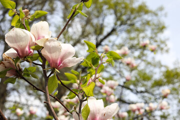 Pink magnolia tree flowers blooms on clear blue skyMagnolia tree blossom. Blossom magnolia branch against blue sky. Magnolia flowers in spring time. Pink Magnolia or Tulip tree in botanical garden.