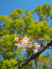 公園に咲く満開の桜と楠木