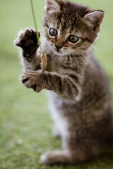 british shorthair cat