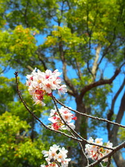 公園に咲く満開の桜と青空